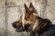 MOHOC® K9 Mount - kameratartó kutyák részére - több színben